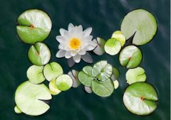 夏至丨夏花燦爛，愛(ài)至美好